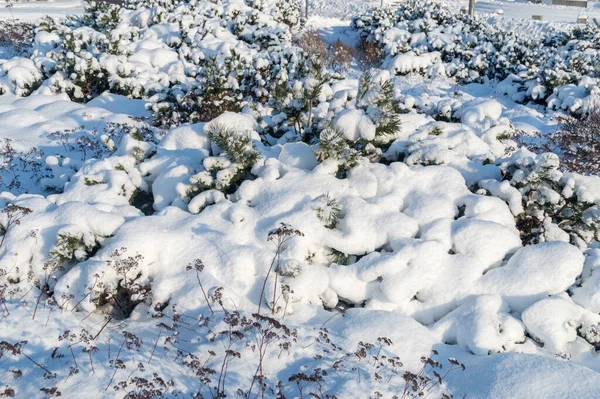 Stapel Sneeuw Die Naaldbomen Bedekt — Stockfoto