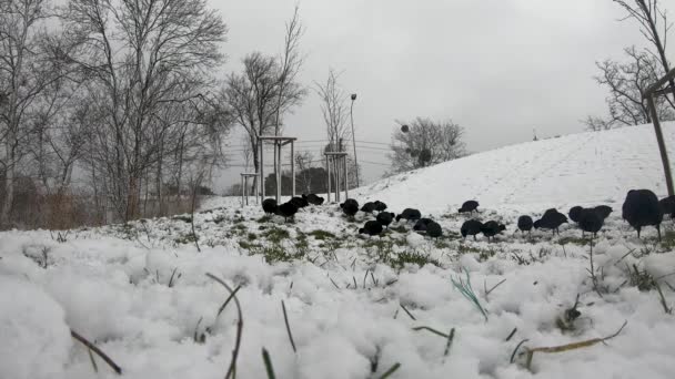 Euraziatische Koeten Fulica Atra Zoeken Voedsel Sneeuw — Stockvideo