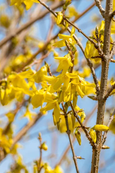 Floración Amarilla Forsythia Flores Primavera —  Fotos de Stock