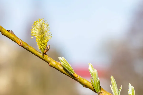 Branch Male Catkins Salix Caprea Known Goat Willow Pussy Willow — Foto de Stock