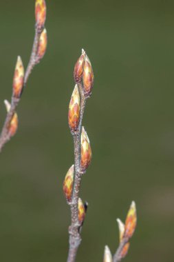 Carpinus Betulus Fastigiata 'nın Yaprak Tomurcukları.