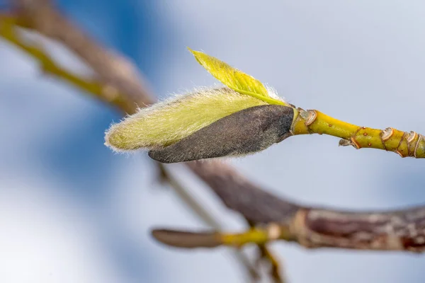 Brotes Magnolia Kobus Conocido Como Mokryeon Primavera — Foto de Stock