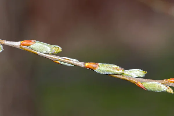Brotes Salix Alba Tristis Primavera —  Fotos de Stock