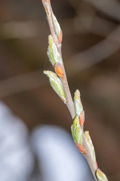 Μακρο Φωτογραφία Των Οφθαλμών Του Salix Alba Tristis Την Άνοιξη — Φωτογραφία Αρχείου