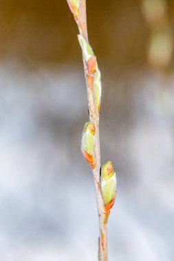 Bahar zamanı Salix Alba Tristis tomurcuklarının makro fotoğrafı. Tomurcuklu dal.