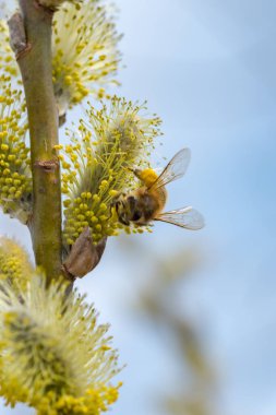 Erkek kedi derisi ve arı dalları. Salix caprea şubesi.