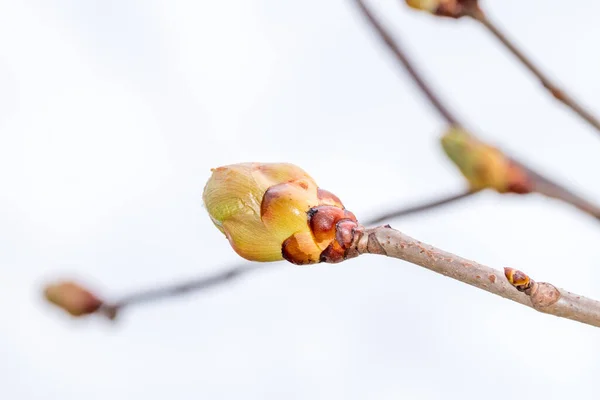 春の時期のイソキュラス カルネアブリオティの果実芽 — ストック写真