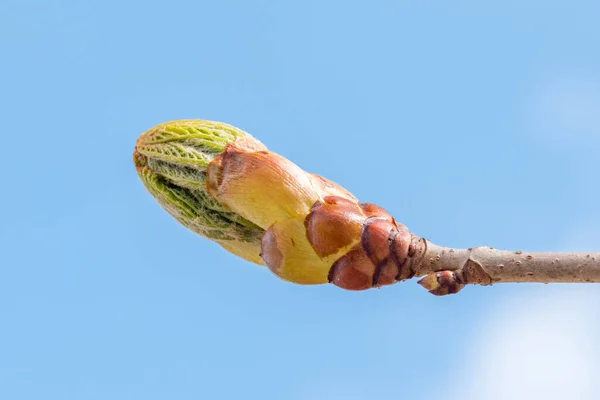 Zbliżenie Pąk Kwiatowy Kwitnącego Kasztanowca Aesculus — Zdjęcie stockowe
