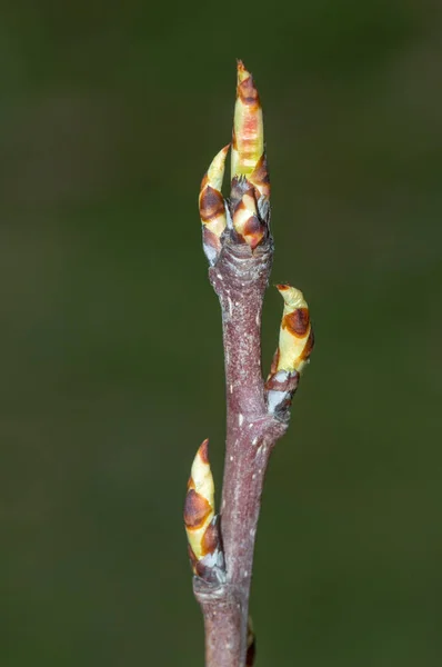 Gemme Del Pero Preferito Clapp Clapps Una Varietà Pera — Foto Stock