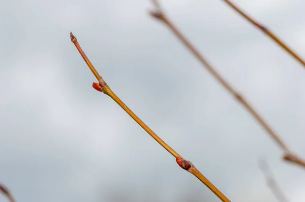 Μακρο Φωτογραφία Των Οφθαλμών Του Platanus Hispanica — Φωτογραφία Αρχείου