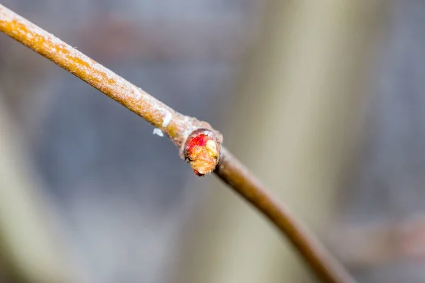 Pączek Platanus Hispanica Gałęzi Drzewa — Zdjęcie stockowe