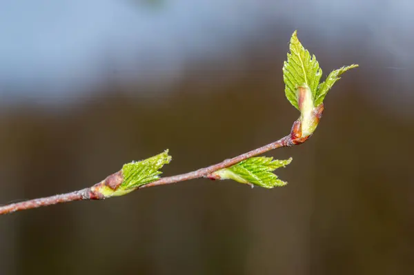 Nyírfa Kis Levelei Tavasszal — Stock Fotó