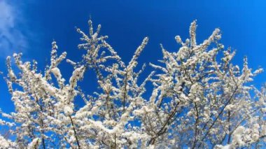 Blooming tree with white flowers on blue sky in spring time.