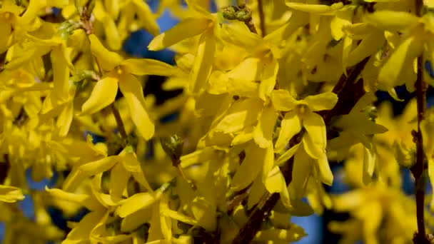 Blossoming Forsythia Swaying Wind Spring Time — Wideo stockowe