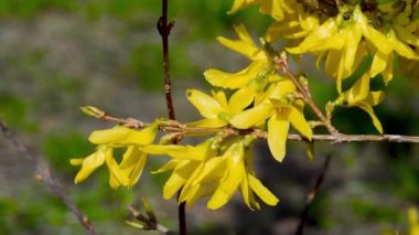 Blossoming forsythia branch swaying in the wind in spring time.