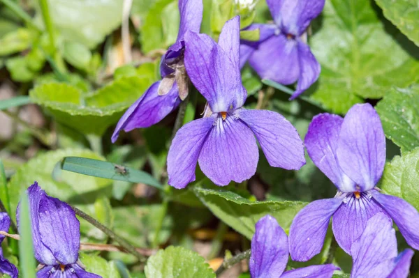 Viola Cornuta Est Une Espèce Plante Famille Des Violaceae — Photo