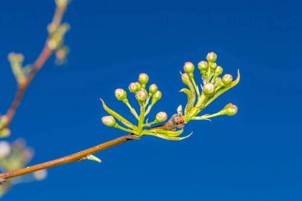 Buds on tree branch of Pyrus calleryana Chanticleer on blue sky.