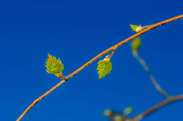 Branch Small Leaves Betula Pendula Commonly Known Silver Birch Warty — Stock Photo, Image