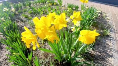 Narcissus Jonquilla, yaygın olarak Jonquil ya da Rush Nergis olarak bilinir. Güzel sarı çiçekler..