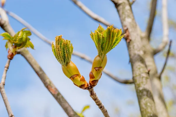 Macrop Ohoto Open Horse Chestnut Aesculus Bud Springtime — Stock Photo, Image
