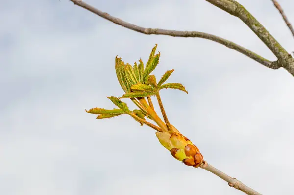 Castaño Indias Aesculus Primavera —  Fotos de Stock