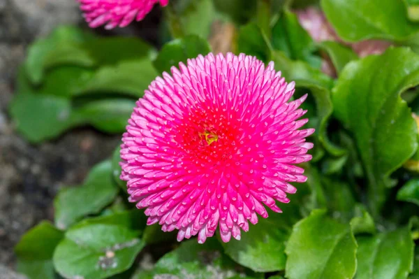 Pembe Bellis Perennis Pomponette Çiçek Başı — Stok fotoğraf