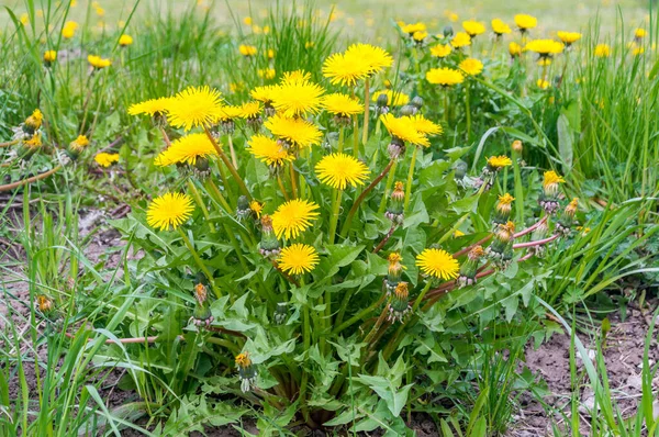 Sonchus Arvensis Mezei Bogáncs Mezei Bogáncs — Stock Fotó