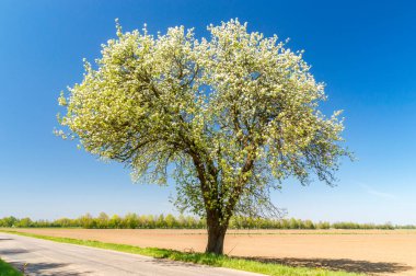 Yolun yanındaki büyük beyaz çiçekler..