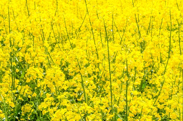 Detalj Raps Blommor Solig Dag Rapsfrön Växter För Grön Energi — Stockfoto