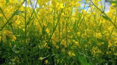 Güneşli bir günde kanola çiçeklerinin içinde.