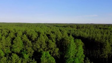 Polonya 'da orman üzerinde uçan insansız hava aracı vuruldu.