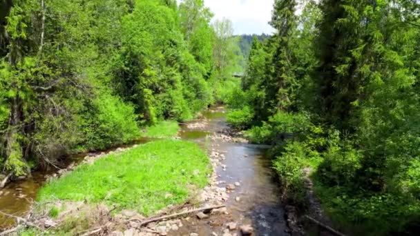 Creek Appelé Czarna Wiselka Ruisseau Source Vistule — Video