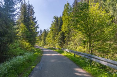Carna Wiselka yol yolculuğu yeşil orman güneş ışığı manzarasında. Orman yolunda güneş ışığı var. Gün ışığında yol.