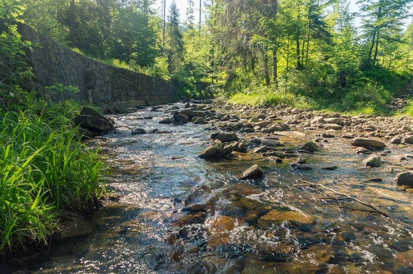 Sumer Kilátás Czarna Wiselka Patak Között Fák Forrás Patak Vistula — Stock Fotó