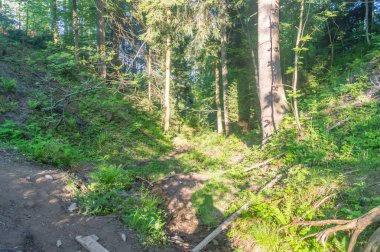 Slovakya, Polonya ve Çek Cumhuriyeti 'nin üç köşeli noktası yakınlarındaki vadide orman.