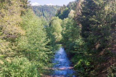 Czarna Wiselka deresi ağaçların arasında. Czernianskie Gölü yakınlarındaki Vistula Nehri 'nin kaynak deresi..