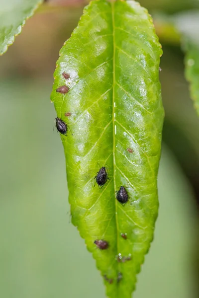 Green cherry leaf with black cherry aphids.