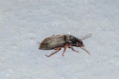 Yemek solucanları, Tenebrio molitor (Tenebrio molitor) adlı kurt böceğinin larva türüdür..