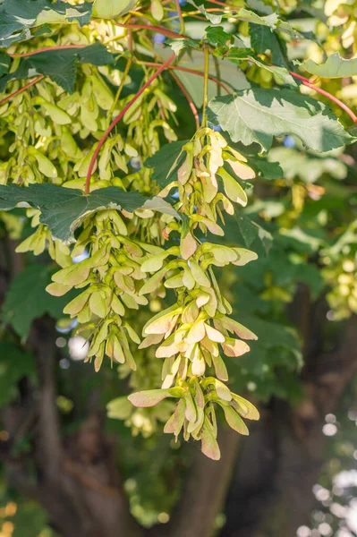 Las Frutas Distintivas Arce Llaman Samaras Llaves Arce Helicópteros Torbellinos — Foto de Stock