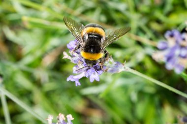 Lavantadan beslenen bir yaban arısının makro fotoğrafı.