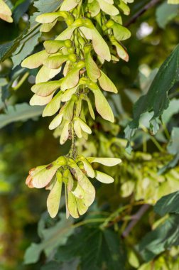 Ayırt edici meyvelere samaras, akçaağaç tuşları, helikopterler, girdaplar veya çokeşler denir..