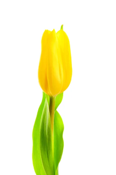 Piękny Pojedynczy Żółty Kwiat Tulipan Izolowane Białym Tle — Zdjęcie stockowe