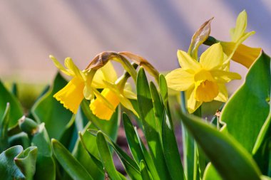 Güzel sarı çiçekli perhiz çiçekleri ve bahar yaprakları.