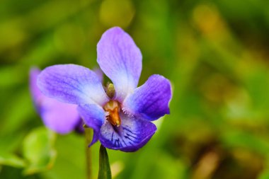 Bahar aylarında çiçek açan güzel mor Viola kokulu çiçek.