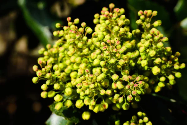 Detalhe Botões Mahonia Aquifolium Primavera — Fotografia de Stock