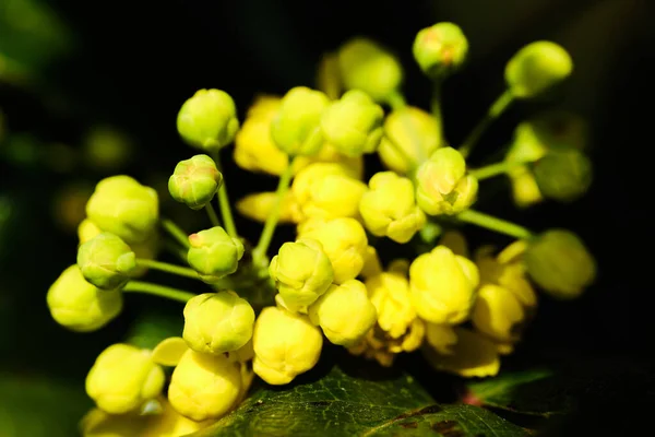 Belo Detalhe Arbusto Mahonia Botões Aquifolium Flores — Fotografia de Stock