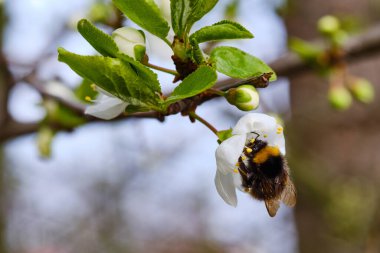 Yaban arısı tozlaştıran buğday ağacı beyaz çiçek makro detayı 