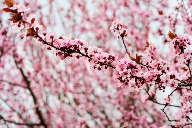 Güzel çiçek açan erik ağacı. Ayrıntıları kapat.