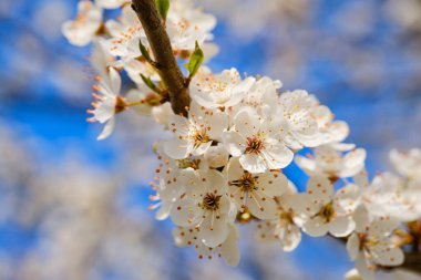 Güzel yabani kiraz çiçeği. Baharda ayrıntıları kapat.