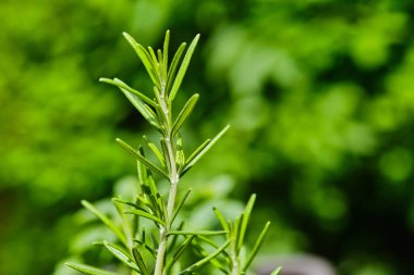 Yeşil biberiye fabrikası. Arkaplanı bulanık olan yakın plan detayı.